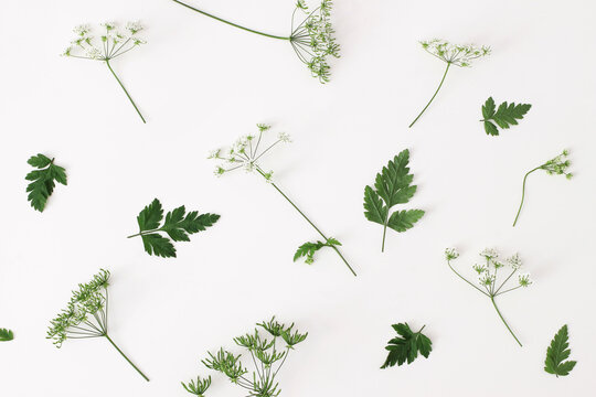 Spring, summer botanical pattern. Floral composition of blooming green cow parsley, Anthriscus sylvestris plant on white table background. Wild flowers concept. Decorative botanical flat lay, top view