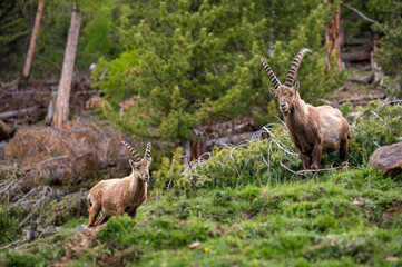 group of subadult male ibexes in Engadine