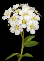 Naklejka na ściany i meble White flowers of Spirea aguta or Brides wreath, isolated on black background