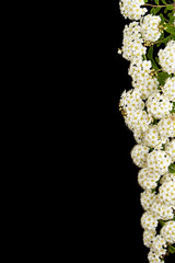 White flowers of Spirea aguta or Brides wreath, isolated on black background