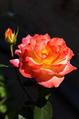 Beautiful bright Beautiful delicate rose in backlight on a dark background. Selective focus and space in the zone blurring compositions for the production of advertising and text.