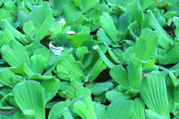 Obraz premium Close up green leaves for background work and text copying.