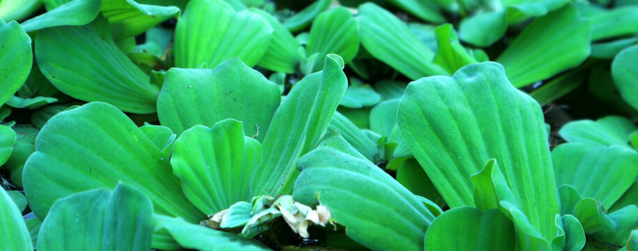 Dark green leaves, images for text copying and design work