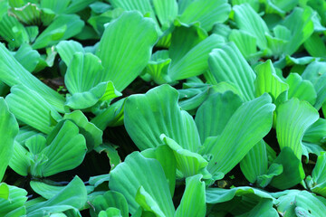 Obraz premium green leaves background for design art work or add text message