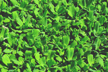 green leaves texture and background