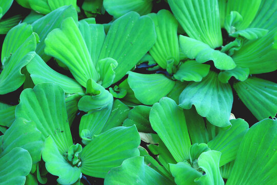 Green leaves decorated for background work and text copying.