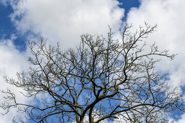 dead tree branches against blue sky and white clouds