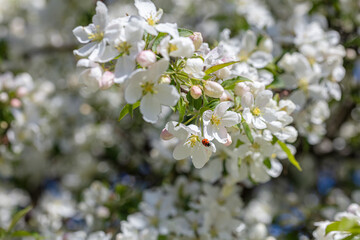 Red ladybug climbs on a flowering flower on a blossoming apple tree