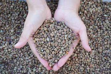 Female hands holding coffee beans