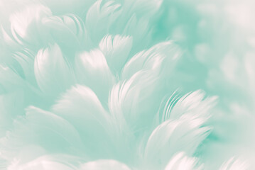 White abstract feather closeup background - unique pale Tiffany blue to robin egg greenish color