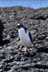 Gentoo penguin at Brown Bluff, Antarctica