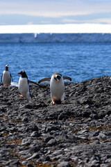 Obraz premium Gentoo penguin at Brown Bluff, Antarctica