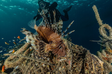 Lion fish in the Red Sea colorful fish, Eilat Israel
