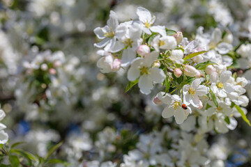 Beautiful white apple trees blossom background