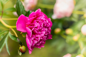 Delicate pink peony flower and buds on a flower bed.
