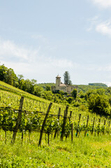 Arlesheim, Weinberg, Schloss Birseck, Rebberg, Rebstock, Weinbauer, Birstal, Ermitage, Wanderweg,...