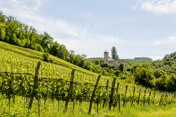 Arlesheim, Weinberg, Schloss Birseck, Rebberg, Rebstock, Weinbauer, Birstal, Ermitage, Kraftort, Wanderweg, Ruine, Sommer, Baselland, Schweiz