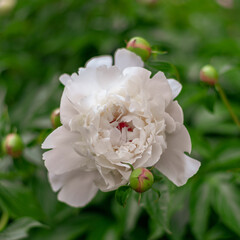 Delicate pink peony flower and buds on a flower bed.