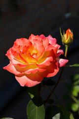 Beautiful delicate rose in back light on a dark background. Selective focus and space in the zone blurring compositions for the production of advertising and text.