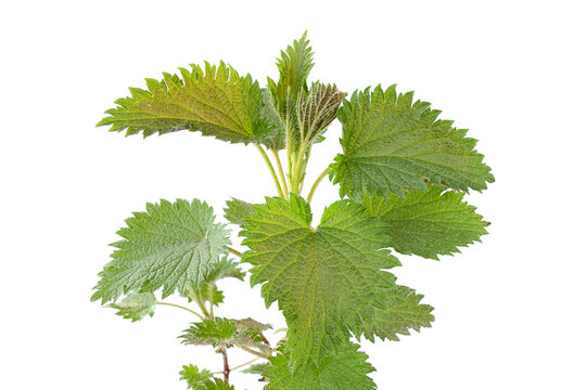 Nettle plant isolated on a white background. Stinging nettle isolated on a white background. Urtica dioica close-up on a white background. Nettle plant with young green leaves.