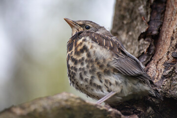 Fieldbird thrush who recently left the nest