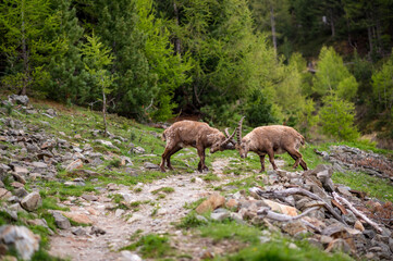 fighting subadult male ibexes on a hiking path in Engadine