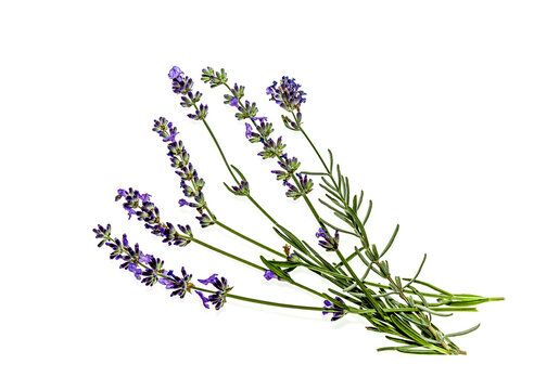 A sprig of lavender plants on a white background