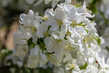 Beautiful white apple trees blossom background