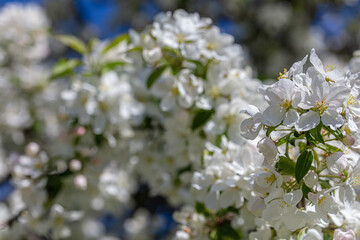 Beautiful white apple trees blossom background