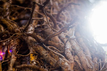 tree in the forest with a beam of sunlight