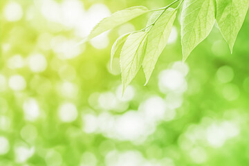 Close up of a tree branch with fresh young green leaves in front of a blurry forest on a sunny day. Abstract natural green foliage textured background with copy space