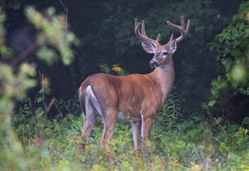 White-tailed deer buck on an early morning with velvet antlers in summer in Canada