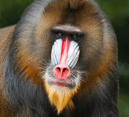 Portrait of the adult male mandrill