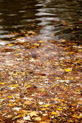 Dry Autumn Leaves in Lake Water
