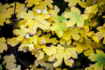 Dry Autumn Leaves in Nature