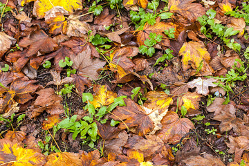 Dry Autumn Leaves in Nature