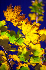 Fototapeta na wymiar Dry Autumn Leaves in Nature