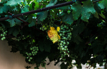 autumn leaves on the grape wine 