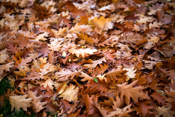 Dry Autumn Leaves in Nature