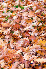 Dry Autumn Leaves in Nature