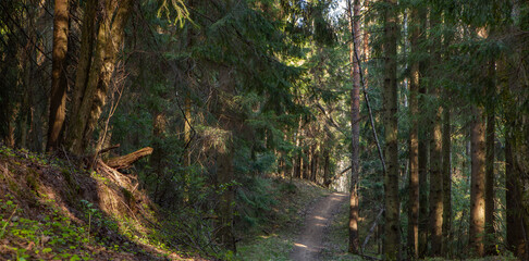 Fototapeta premium Forest dirt road going into the distance