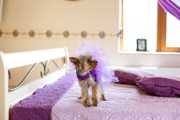 dog with purple dress in bed