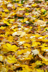 Dry Autumn Leaves in Nature