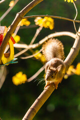A young squirrel sits on a branch of a row