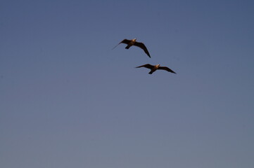 Obraz premium Aves 1