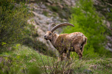 impressive male ibex in Engadine