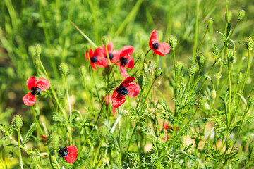 Authentic landscape of wild red poppies on a background of green grass as background for design. Selective focus and space in the area for the production of advertising blur compositions.