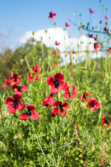 Obraz na płótnie Canvas Authentic landscape of wild red poppies against the sky as background for design. Selective focus and space in the zone blurring compositions for the production of advertising and text.