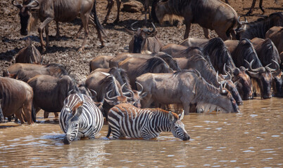 The great annual migration in kenya