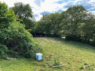 Cows grazing in a pasture, surrounded by old trees in, Tong, Bradford, Yorkshire